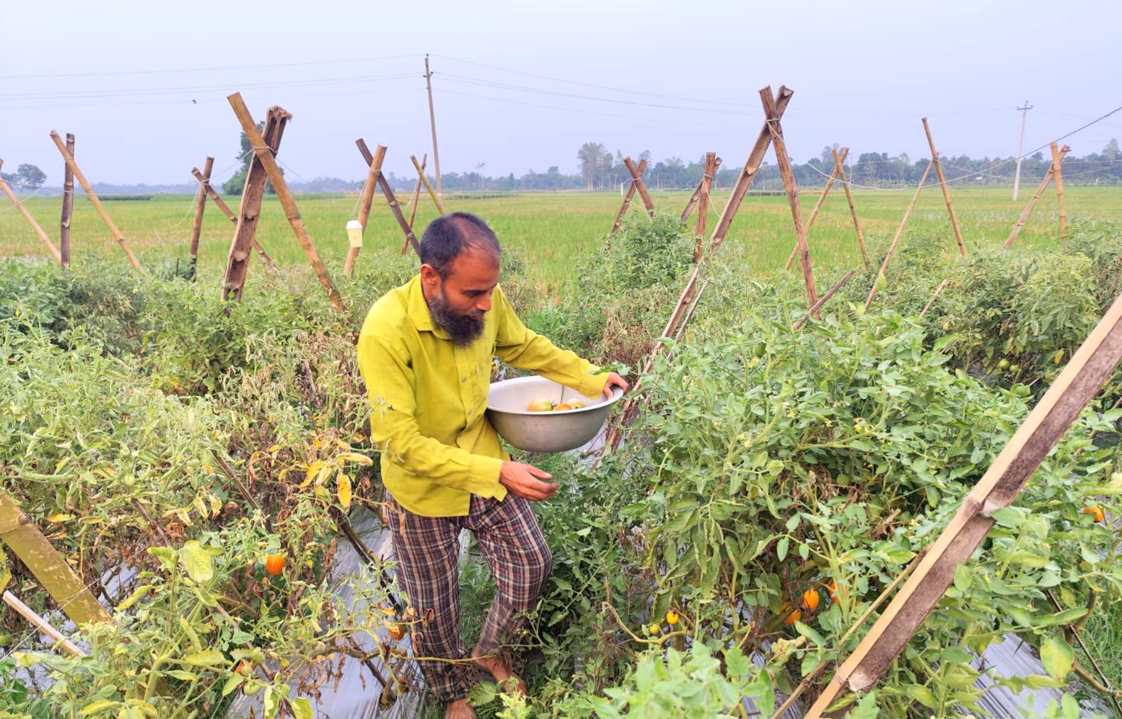 মালচিং পদ্ধতিতে টমেটো চাষ করে ভাগ্যবদল বদলগাছীর জামিল কাজীর